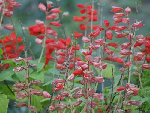 flowers flower red flower