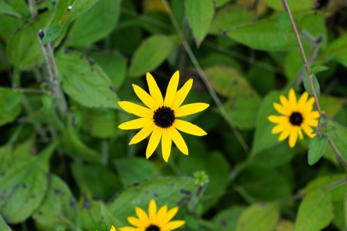 flowers yellow green