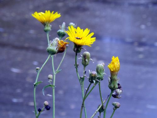 flowers yellow dandelion