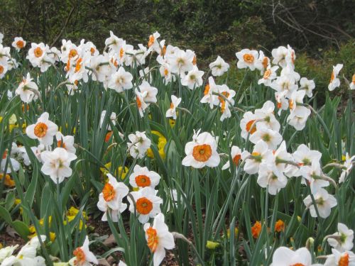 flowers field spring