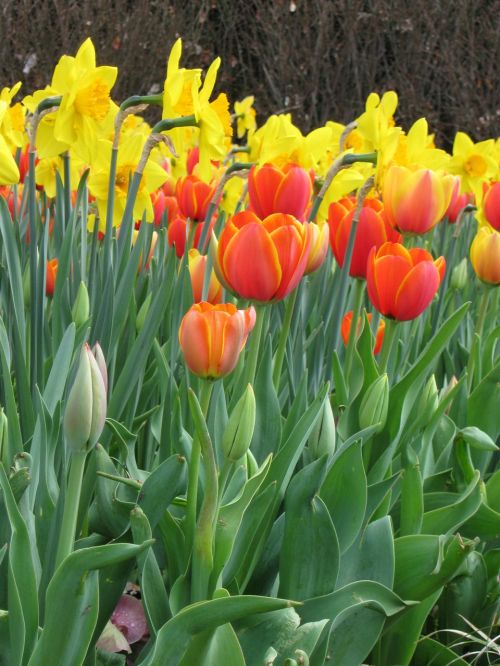 flowers tulips spring