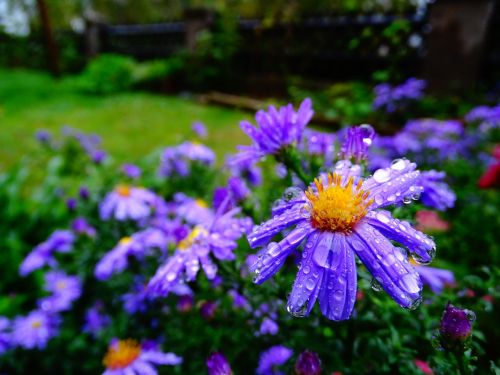 brachycome flowers drop of water