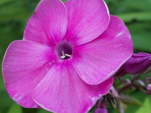 flowers pink blossom