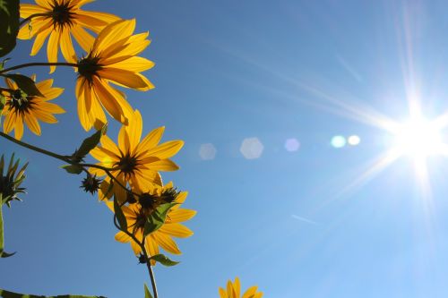 flowers sky blue