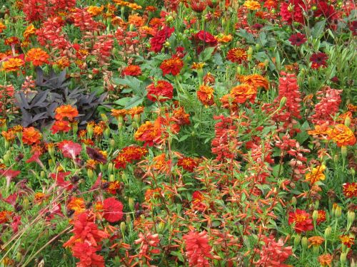 flowers blütenmeer bed