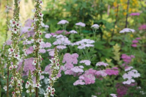 flowers pink white