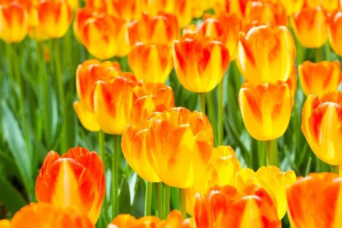 flowers tulips orange