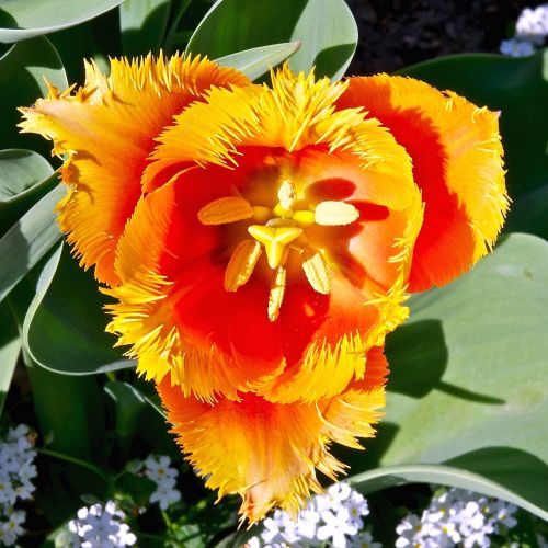 flowers parrot tulip orange