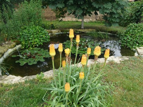 pond garden water