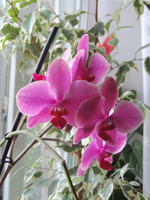flowers orchid krupnyj plan