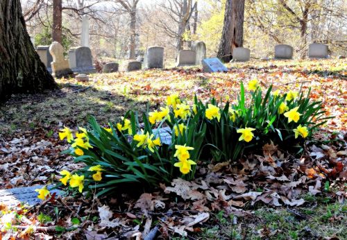 flowers daffodils graveyard