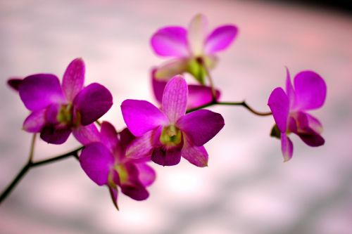 flowers purple lillies