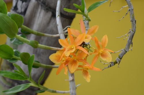 flowers orange orchid nature