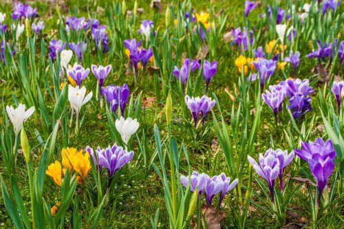 flowers crocus early bloomer