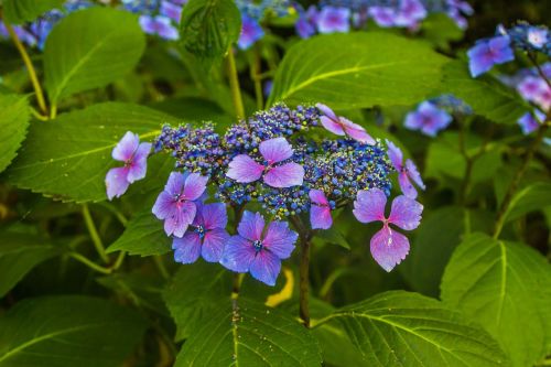 flowers nature purple