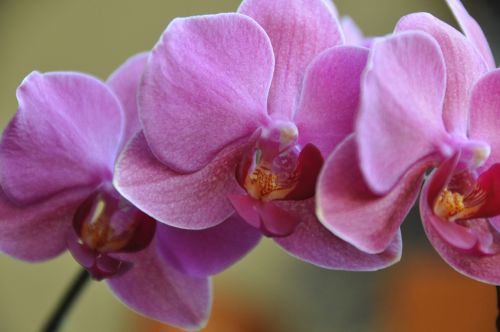 flowers pink orchids