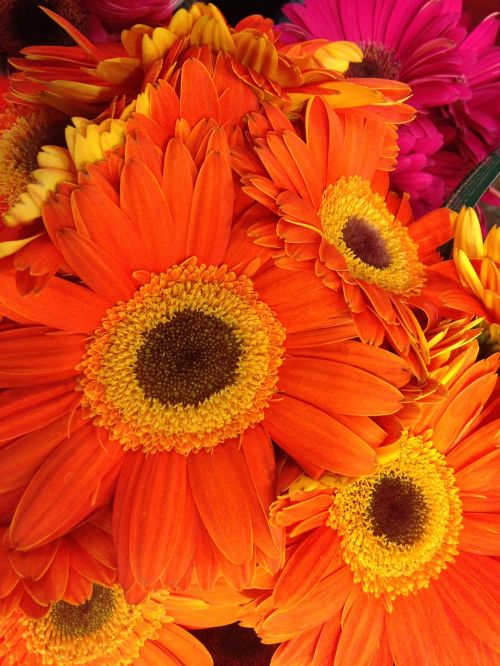 flowers orange foliage