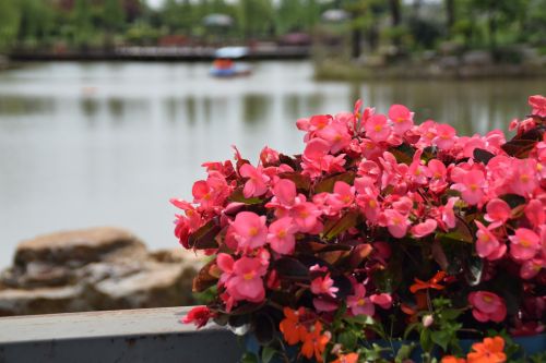 flowers park the scenery