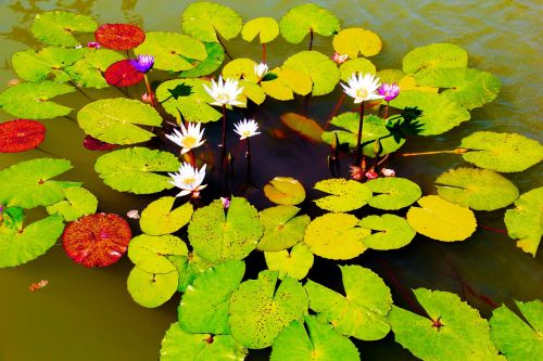 flowers pond lily