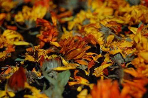 flowers dried flowers herbarium