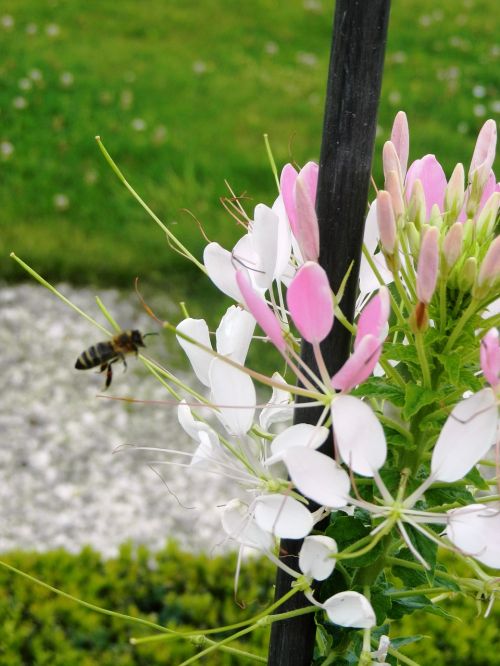 flowers insects insect