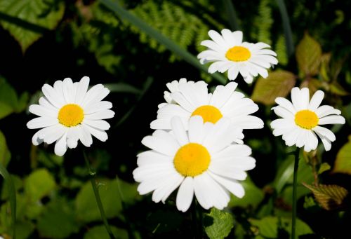 flowers summer flowers bloom