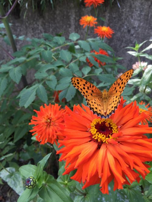 flowers butterfly daisy