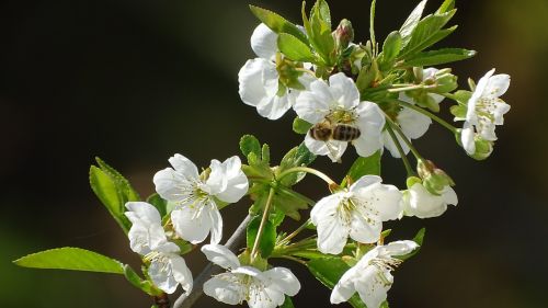 flowers spring handsomely