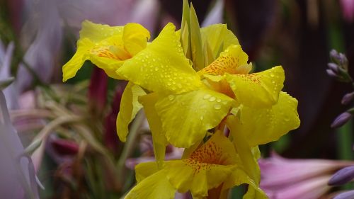 flowers spring handsomely