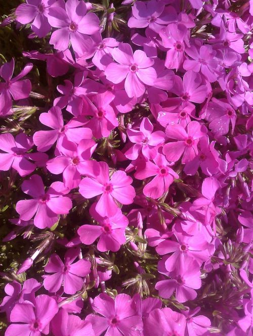 flowers rosa spring