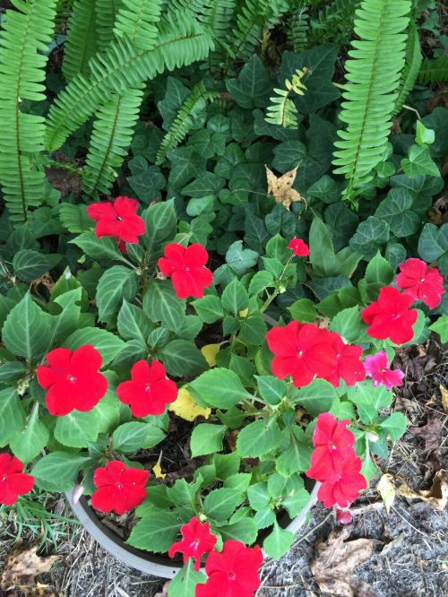 Flowers And Fern