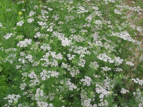 Flowers And Plants