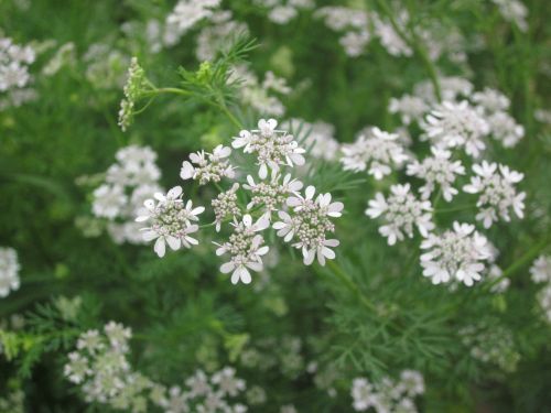 Flowers And Plants