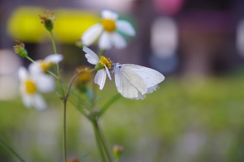 flowers and plants butterfly background