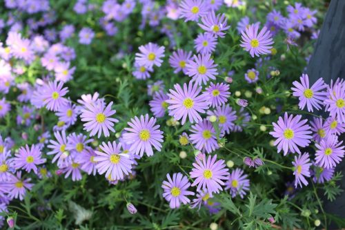 flowers and plants fresh purple