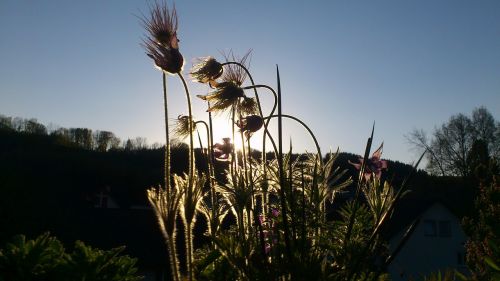 flowers and plants the scenery scenic views