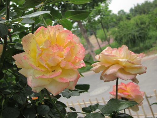 Flowers And Plants