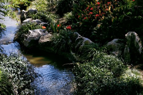 Flowers And Pond