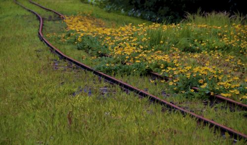 Flowers And Railroad Tracks