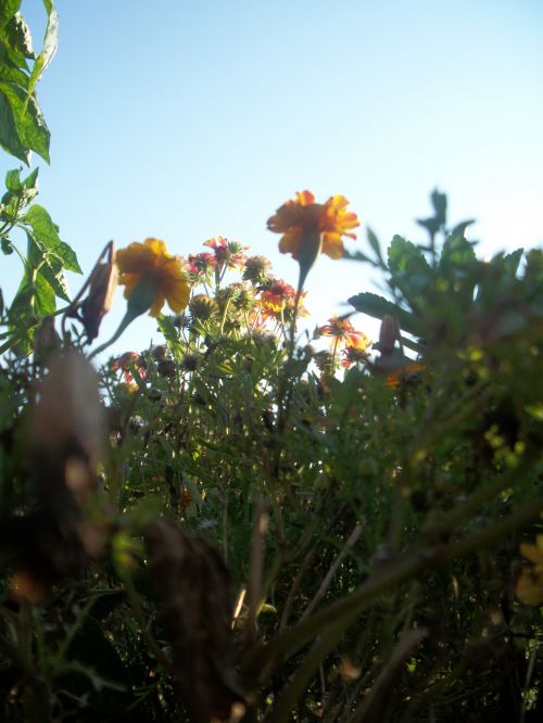 Flowers And Sky