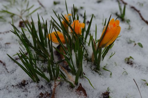 Flowers And Snow