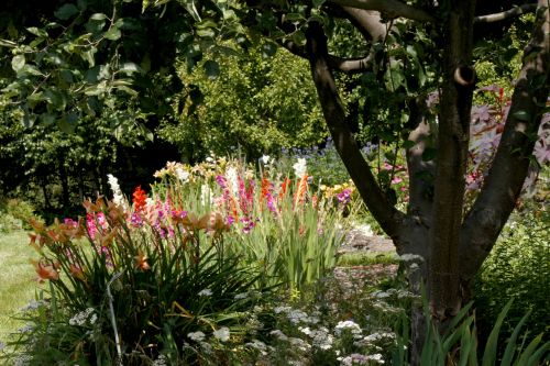 Flowers Around Tree