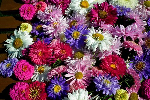 flowers asters  tin  colorful