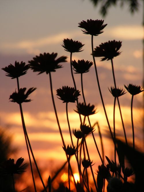 Flowers At Sunset
