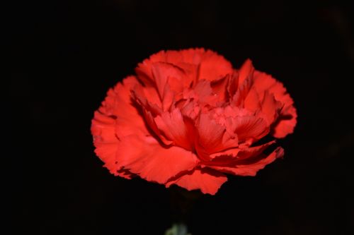 Flowers Background Detail Macro Red