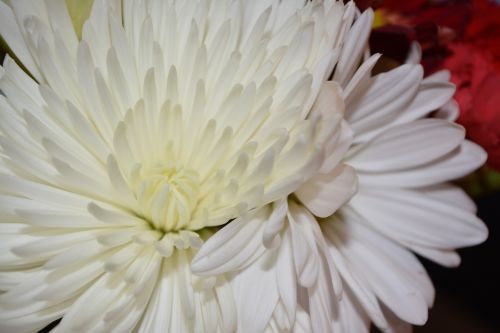 Flowers Background White Macro