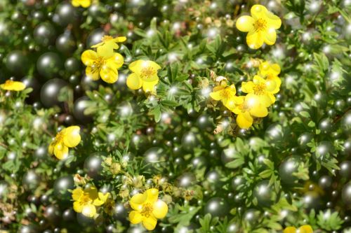 Flowers Balls And Bubbles