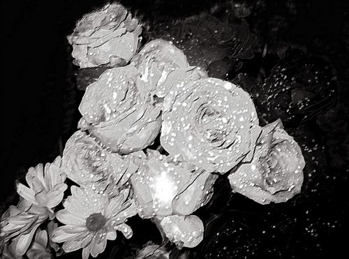 Flowers Black &amp; White 1