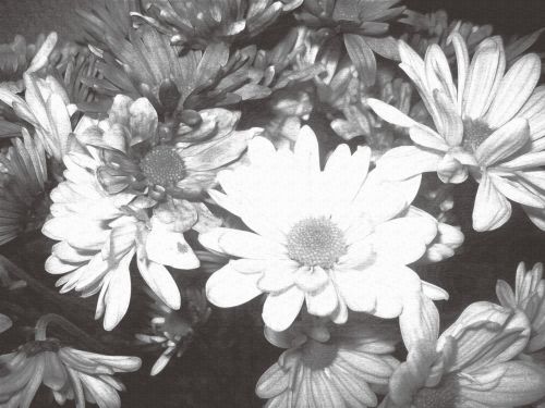 Flowers Black &amp; White Rose Daisy 2