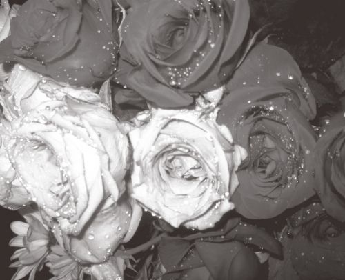 Flowers Black &amp; White Rose